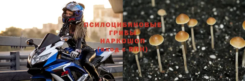 Псилоцибиновые грибы Psilocybine cubensis  площадка состав  Новомичуринск  наркошоп 